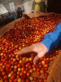 Fresh Mayhaw Berries