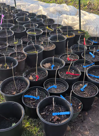 Grafted Starter Tree