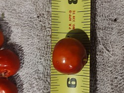 Mayhaw size