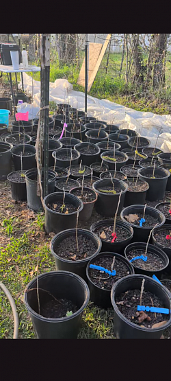 Grafted starter trees